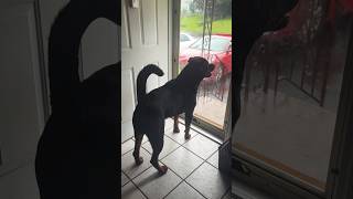 Tail up Rottweiler sees something germanrottweiler rottweilerlife barking guarddog [upl. by Anaira]