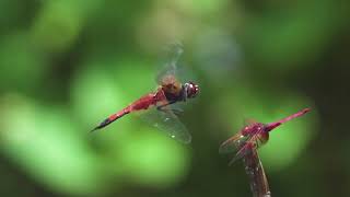 How dragonflies are helping researchers improve drone technology [upl. by Tingey]