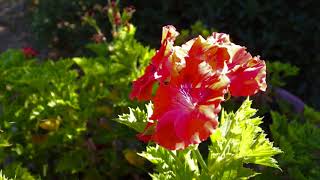 Agriturismo in Siena  Tuscany  Timelapse [upl. by Thorma]