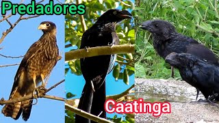 AVES CARNÍVORAS DA REGIÃO NORDESTE 🦅🦅🌵 [upl. by Inavoy]