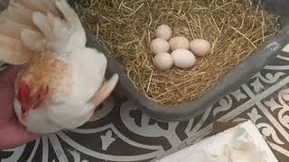 Serama Egg Hatching Story Day 1 to Day 22 Chicken Egg Hatching At Home By Cute Pet Hen In House [upl. by Notrab]