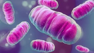 Mitochondrial DNA induced Inflammation Response of Epigallocatechin Gallate for Burn Wound [upl. by Chuch390]