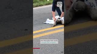 Helpful man saves sloth from the street [upl. by Yrrah640]