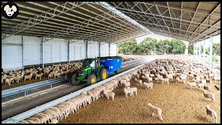 How Farmers Raise Young Sheep Effectively  Wool Factory [upl. by Anileve]