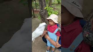 Wisata ke faunaland ancol part 1 AncolTV burung ancol ancoljakarta anak FAUNALANDANCOL [upl. by Annairol]