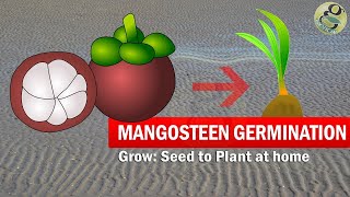 Mangosteen seed Germination with result TimeLapse  How to Grow Mangosteen From Seed [upl. by Reinaldo]