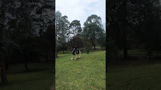 Two Gypsy Vanner horses riding with abetta saddles horse travel horseriding horsebackriding [upl. by Yecak]