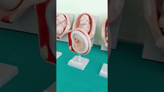 Foetus cycle biology bsc nursing nursing youtubeshorts youtube snehtiwari [upl. by Ahsiekal]