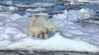 To The Arctic  Polar Bear Family Featurette [upl. by Teiv]