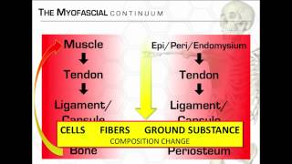 Dr Spina discussing connective tissue BioFlow amp the continuum [upl. by Fradin]