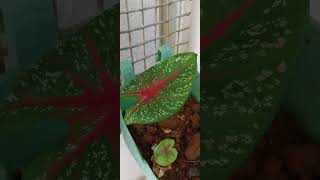 Caladiums 1st beautiful leafnaturebalcony plants trending vertical gardening [upl. by Gardy]