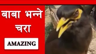 Amazing Bird Talking Like Humans  Talk with Mynah  Very Cute Bird Talking in Nepali [upl. by Alled242]