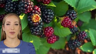 Blackberry Rubus fruticosus Using the leaves for tea [upl. by Diskson]