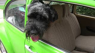 Giant Schnauzer coming home in his VW [upl. by Wivinah]