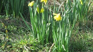 98  Récolte de graines de jonquilles  31052017 [upl. by Matteo206]