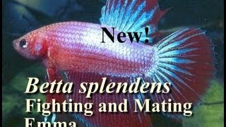 Betta splendens  Fighting and Mating Emma [upl. by Geoffry]