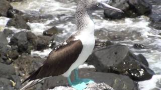 Bluefooted Booby bobo patiazul Sula nebouxii 2 [upl. by Noillid]