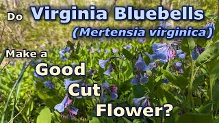 Does Mertensia virginica Virginia Bluebells Make a Good Cut Flower [upl. by Itsyrc]