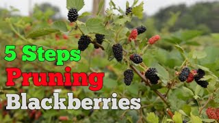 5 EASY Steps when Pruning Blackberries [upl. by Ydnal]