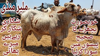 Malir Mandi Karachi Cattle Latest Rates Update 30 May 2024  Cow Mandi 2024  Bakra Eid Season 2024 [upl. by Atiuqaj]