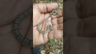 Common Kukri Snake Rescue BBBPark Ormanjhi Ranchi  Ranchi Zoo  Bhagwan Birsa Biological Park [upl. by Ahsiad]