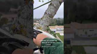 Rétontion d’une branches [upl. by Groot176]