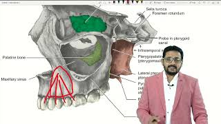 Basic Anatomy of maxilla and mandible [upl. by Leipzig]