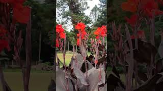 Canna Lillyflowers shortsfeed shortsvideo ytshorts gardeningexplore love [upl. by Gillian252]