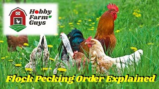 Chicken Flock Pecking Order More Than Meets the Eye [upl. by Arratoon396]