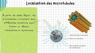 Vidéo 3 Cytosquelette  les Microtubules  Structure Organisation et Rôles Essentiels [upl. by Colene]