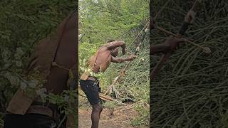 unbelievable how hadzabe use bow and arrow to hunt for survival [upl. by Ahsinal]