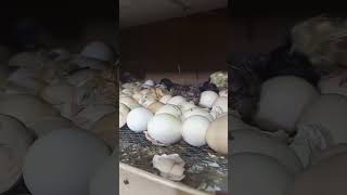 Homemade incubator hatching with 100℅ result [upl. by Anilad]