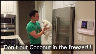 Dont put Coconut in the freezer [upl. by Allin]