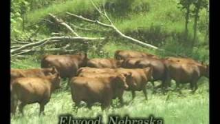 Breeding Red Angus at Cross Diamond Cattle Co [upl. by Fi]