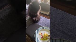 Having breakfast with my son Wolfgang Cutest cat with manners [upl. by Ohcamac377]