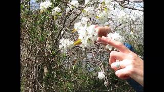 Amelanchier Serviceberry [upl. by Arthur625]