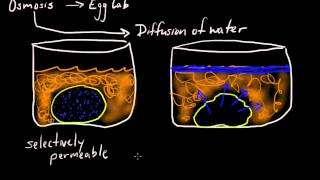 Cell Membranes Selective Permeabilty Basics [upl. by Natsyrk286]