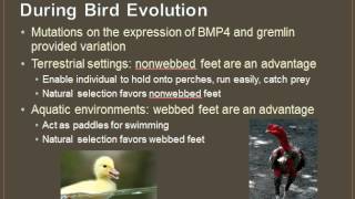 EvoDevo Evolutionary Developmental Biology Part 1 [upl. by Olumor]