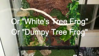 How to set up a Green Tree Frog Vivarium Litoria caerulea [upl. by Clovah373]