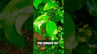 True Cinnamon Tree [upl. by Elum380]