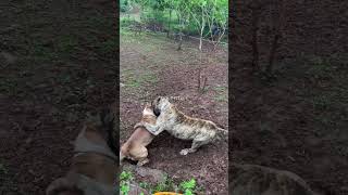 Dog Training for All Ages and Breeds Dog DogTraining TrainingTips [upl. by Alick841]