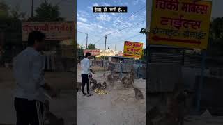 बेज़ुबानों की मुस्कुराहट की वजह बनो 🙏🏻 humanityfirst shortvideo respect monkeyseva shorts [upl. by Aicargatla]