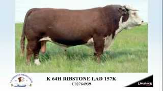 Ref Sire K 64H RIBSTONE LAD 157K [upl. by Nahum422]