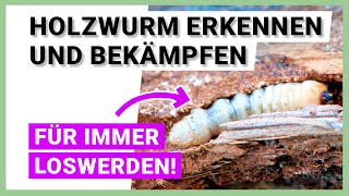 Holzwurm bekämpfen effektive Methoden gegen den Schädlingsbefall [upl. by Uy907]