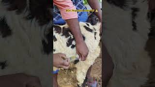 sub cutaneous injection to sheep youtubeshorts viralvideo sheep subcutaneousinjection [upl. by Uhayile]