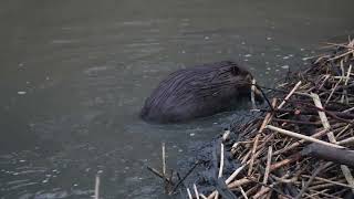 A North American Beaver works on its northern USA dam as another Beaver climbs over it to get home [upl. by Reggis]