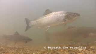 Brown Trout Salmo Trutta Underwater UK [upl. by Nowd203]