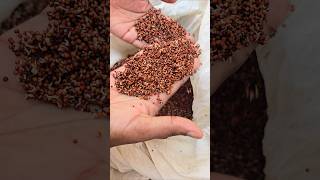 Homemade Ragi Powder for babies 6 months shorts foodbaby [upl. by Ttam]