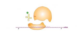 Protein Synthesis Inhibitors antibiotics animation video [upl. by Alrahc723]