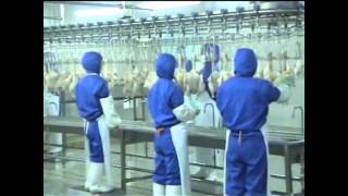 Poultry processing line working [upl. by Nivk]